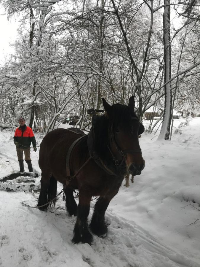 Chalet Le Grand Cerf Bullange Εξωτερικό φωτογραφία